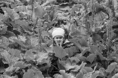 Çimenli bir arka planda at sürüsü Rumex Confertus, bitkisel hayata girmemiş bir bitki, bir kız kuş sürüsünde oturuyor..