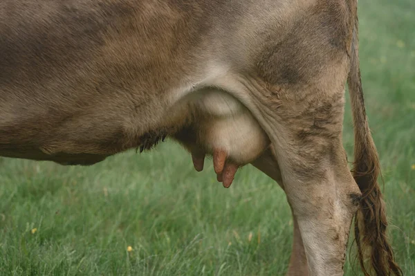 Ciemnokolorowe Krowy Pasą Się Karpackich Łąkach Ukrainy Zbliżenie Wymion Krowy — Zdjęcie stockowe