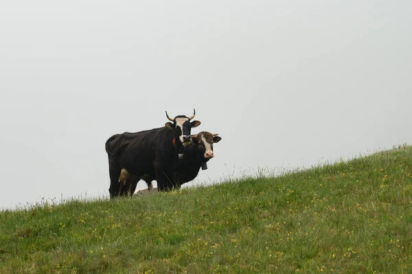 Farm Cows Mountains Cows Graze Forest Fields Farm Cows Carpathians — Photo