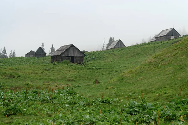 Seasonal Houses Mountains Houses Cow Sheep Herders Carpathians Ukraine Farming — Stock Photo, Image
