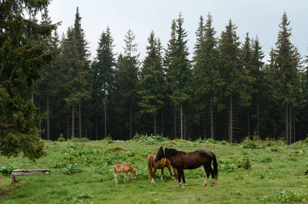 Domesticated Mountain Horses Farms Mountains Horses Carpathians Meadows Forest — Photo