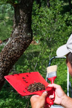 A beekeeper collects a bee swarm with a wide brush and a shovel, a beekeeper on an apiary without protection.