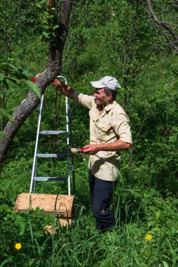 A beekeeper collects a bee swarm with a wide brush and a shovel, a beekeeper on an apiary without protection.