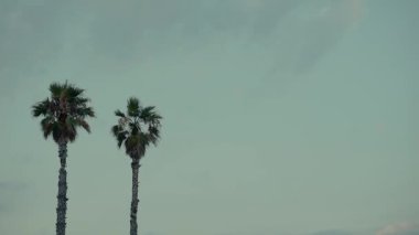 Palm trees against the blue sky, summer vibe Trees are blown by the wind