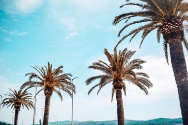 Mavi gökyüzüne karşı palmiye ağaçları. Güneşli bir günde tatil..