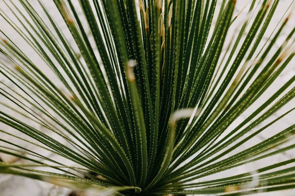 Palme Contro Cielo Blu Vacanza Una Giornata Sole Giovane Albero — Foto Stock