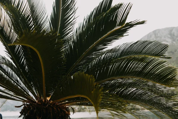 Palme Contro Cielo Blu Vacanza Una Giornata Sole — Foto Stock