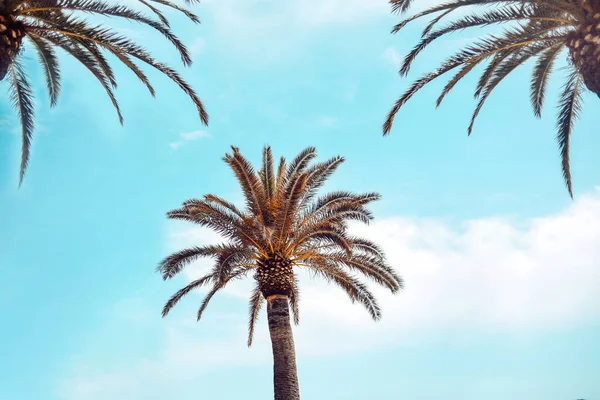 Palmen Gegen Den Blauen Himmel Urlaub Einem Sonnigen Tag — Stockfoto