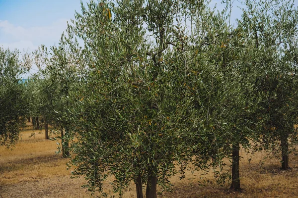 Olive field during sunset, olive trees on the field. Olive oil farm. Nature and recreation