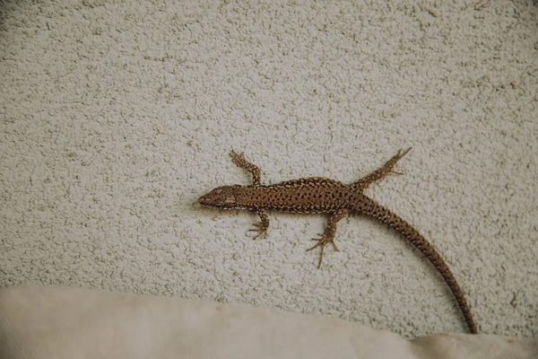 Lizard House Animal Beige Wall Warm Countries Italy — Fotografia de Stock