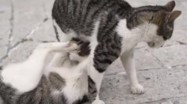 Cats live on the street and walk around the old city, sleep, fight, have fun. Kotor city of cats