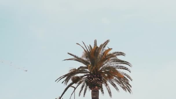 Tropic Palm Trees Blue Sky Vacation Sunny Day — Vídeo de stock