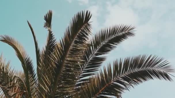 Tropic Palm Trees Blue Sky Vacation Sunny Day — Vídeo de Stock