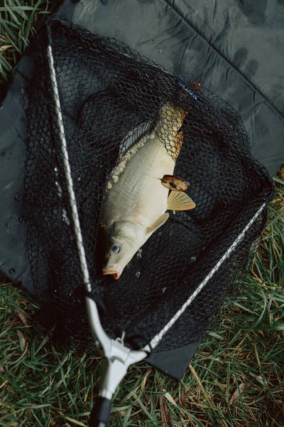 Ryby Sieci Złowione Brzegu Ryby Rybach Złowione Wiosnę Ukierunkowanie Selektywne — Zdjęcie stockowe