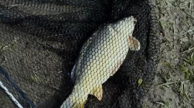 Ağa takılan balıklar kıyıya yakalandı. Balığa çıkan balıklar baharda yakalanır. seçici odak