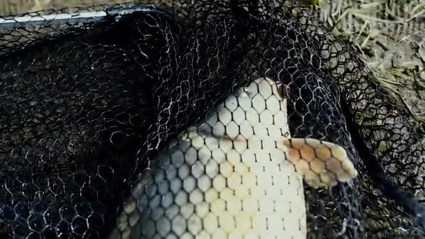 Ryby Sieci Złowione Brzegu Ryby Rybach Złowione Wiosnę Ukierunkowanie Selektywne — Wideo stockowe