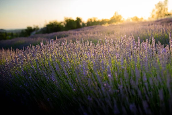 Lavender Field Bloom Sunset Sun Flare Background Selective Focus Oltrepo — Foto Stock