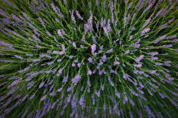 Lavender Field Pattern Texture Top View Lavender Flowers Background Wallpaper — Foto Stock