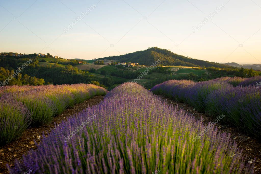 Lavender field in bloom at sunset with hills in the background. Oltrepo' Pavese, northern Italy.