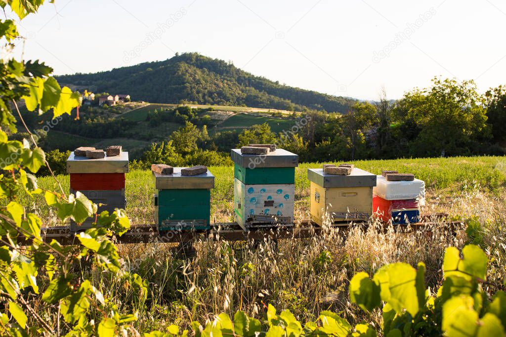 Man-made bee hives in a country hill landscape in summer. Beekeeping or apiculture is getting popular.
