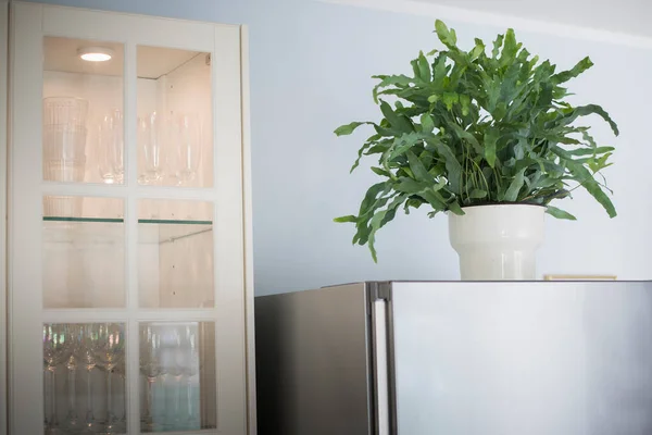 A plant of Blue Star fern (Phlebodium aureum), a fancy houseplant, on top of the fridge in a kitchen.