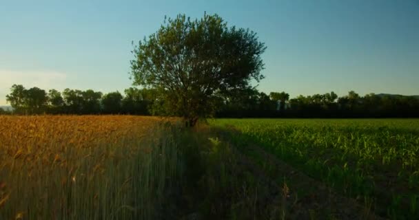 Slow Moving Camera Lone Tree Field Cornfield Wheat Field Evening — 图库视频影像