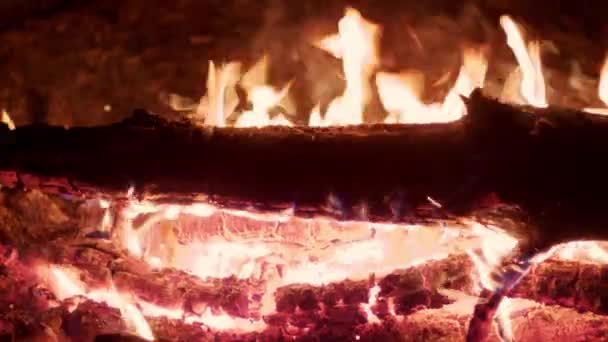 Bright Flame Burning Bonfire Dark Background Pine Forest Burning Branches — Vídeo de stock