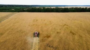 Buğday hasadının 4K hava görüntüsü. İnsansız hava aracı, altın buğday tarlasında buğday hasat ediyor.