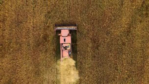 4K小麦収穫の空中ビュー 黄金の小麦畑で小麦を収穫する収穫機の上を飛ぶドローン — ストック動画