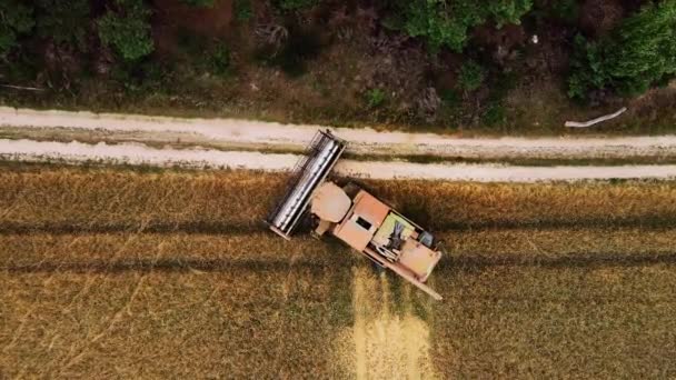 종으로 이루어져 황금빛밀 밭에서 수확하는 수확기를 날아가는 — 비디오
