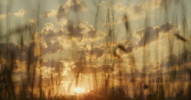 Olgunlaşmamış buğdayın yeşil tarlasında yapayalnız kalmış kuru ot sapını kapat.