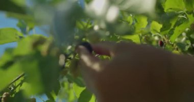 Dut, dut yaprağı ve güneş ışınları toplayan kadınların ellerini kapat.