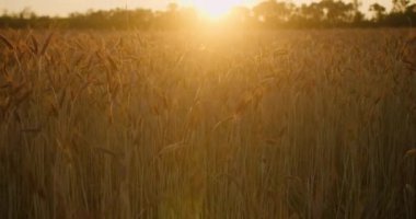 Güneş 'ten uzaklaşan kamera günbatımı ışınlarında buğday tarlasında