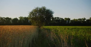 Kamera mısır tarlası ile buğday tarlası arasındaki bir tarlada yalnız bir ağaca gidiyor.