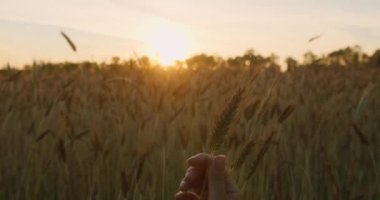 Güneşte buğday kulağıyla oynayan bir kadının eli.