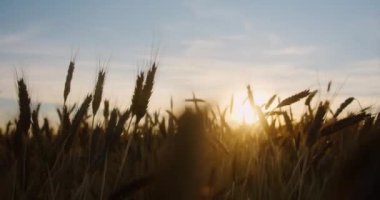 Güneşin yakın çekimi gün batımında altın buğday kulaklarının arasından parlar.
