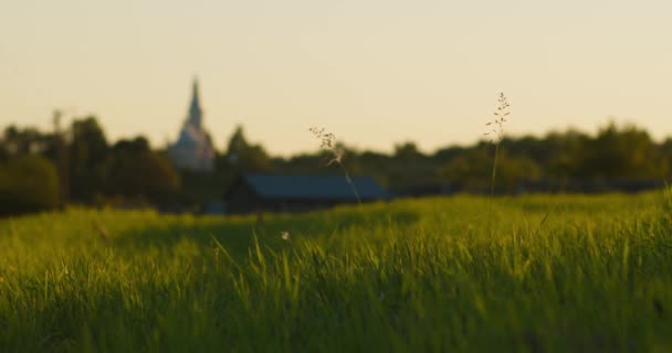 Meditatieve Slow Motion Gras Avond Zonsondergang Zonsopgang Stralen Van Licht — Stockvideo