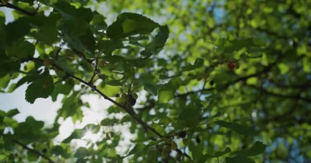 桑の枝を通して輝く太陽 — ストック動画