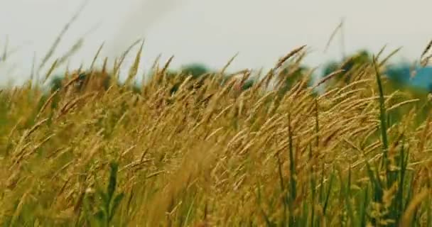 Золоті Колоски Пшениці Під Вітром Спекотний Літній День — стокове відео