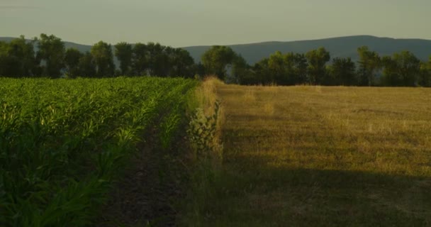 Pole Młodą Kukurydzą Skoszone Pole Trawą Jednym Ujęciu Gorący Letni — Wideo stockowe