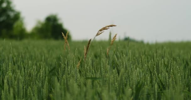 Крупним Планом Самотній Сухий Стебло Трави Зеленому Полі Нерозрідженої Пшениці — стокове відео