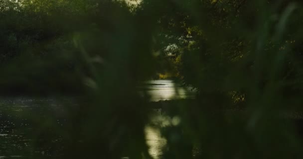 山河上的雾气 金色的阳光在水面升起橙色的雾气森林背景和美丽的宁静的倒影 — 图库视频影像