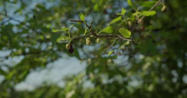 Close Van Vrouwelijke Handen Plukken Moerbeien Moerbeienblad Zonnestralen Breken Door — Stockvideo