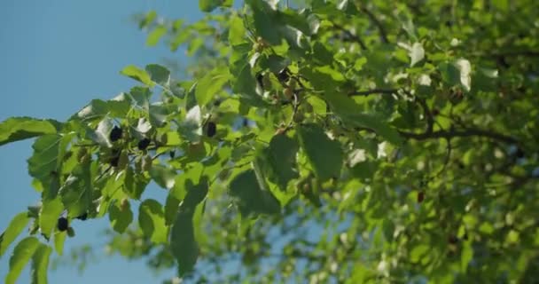 Close Van Vrouwelijke Handen Plukken Moerbeien Moerbeienblad Zonnestralen Breken Door — Stockvideo