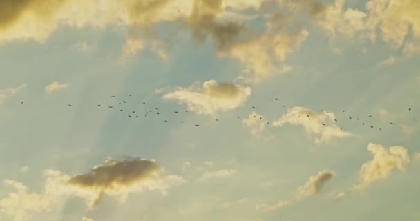 Стая Птиц Летающих Золотых Лучах Солнца Закате Восходе Солнца — стоковое видео