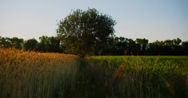 Kamera Bewegt Sich Auf Einen Einsamen Baum Einem Feld Zwischen — Stockvideo