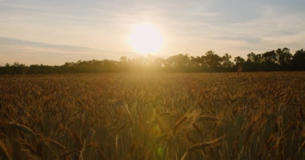 Камера Рухається Від Сонця Пшеничному Полі Під Час Заходу Сонця — стокове відео