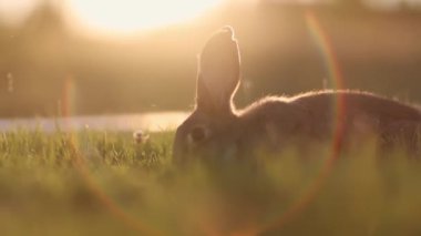Çayırdaki tavşanlar, kremalı bokeh, gün batımı ya da gün doğumu