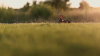Çayırdaki tavşanlar, kremalı bokeh, gün batımı ya da gün doğumu