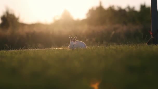 Králíci Louce Smetanové Bokeh Západ Slunce Nebo Východ Slunce — Stock video